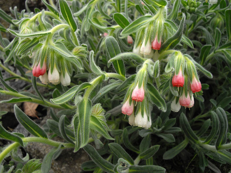 Onosma alborosea photo